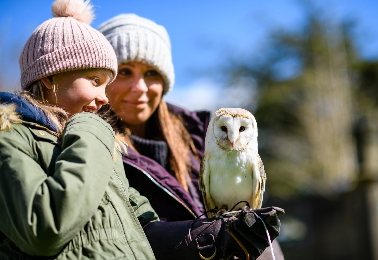 A child holding a barn owl during an owl experience near Ripon in North Yorkshire