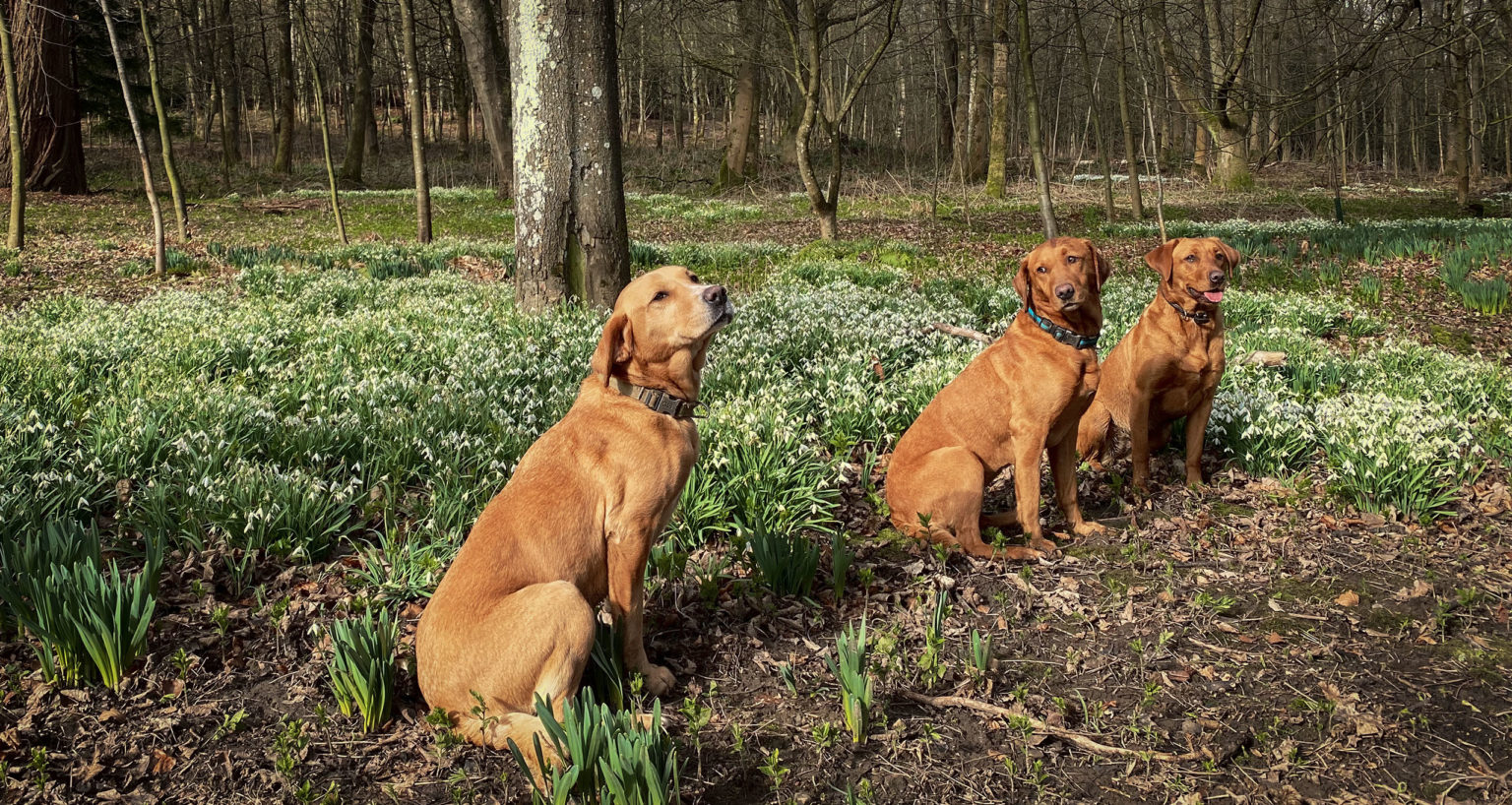 Three brown dogs sitting on the ground near snow drops in the Parkland and Gardens at the dog-friendly Swinton Park Hotel near Harrogate and the Yorkshire Dales
