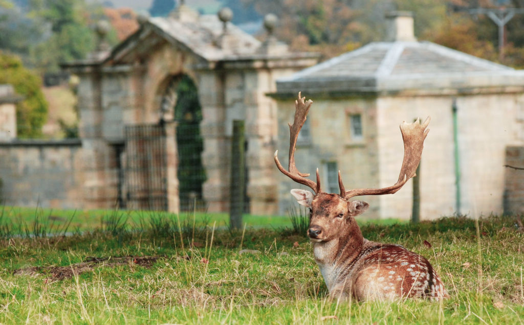 A deer buck sitting on grass at Swinton Estate's deer park, with the entrance gate of Swinton Park Hotel visible behind