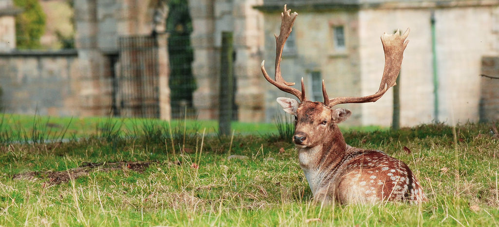 A deer buck sitting on grass at Swinton Estate's deer park, with the entrance gate of Swinton Park Hotel visible behind