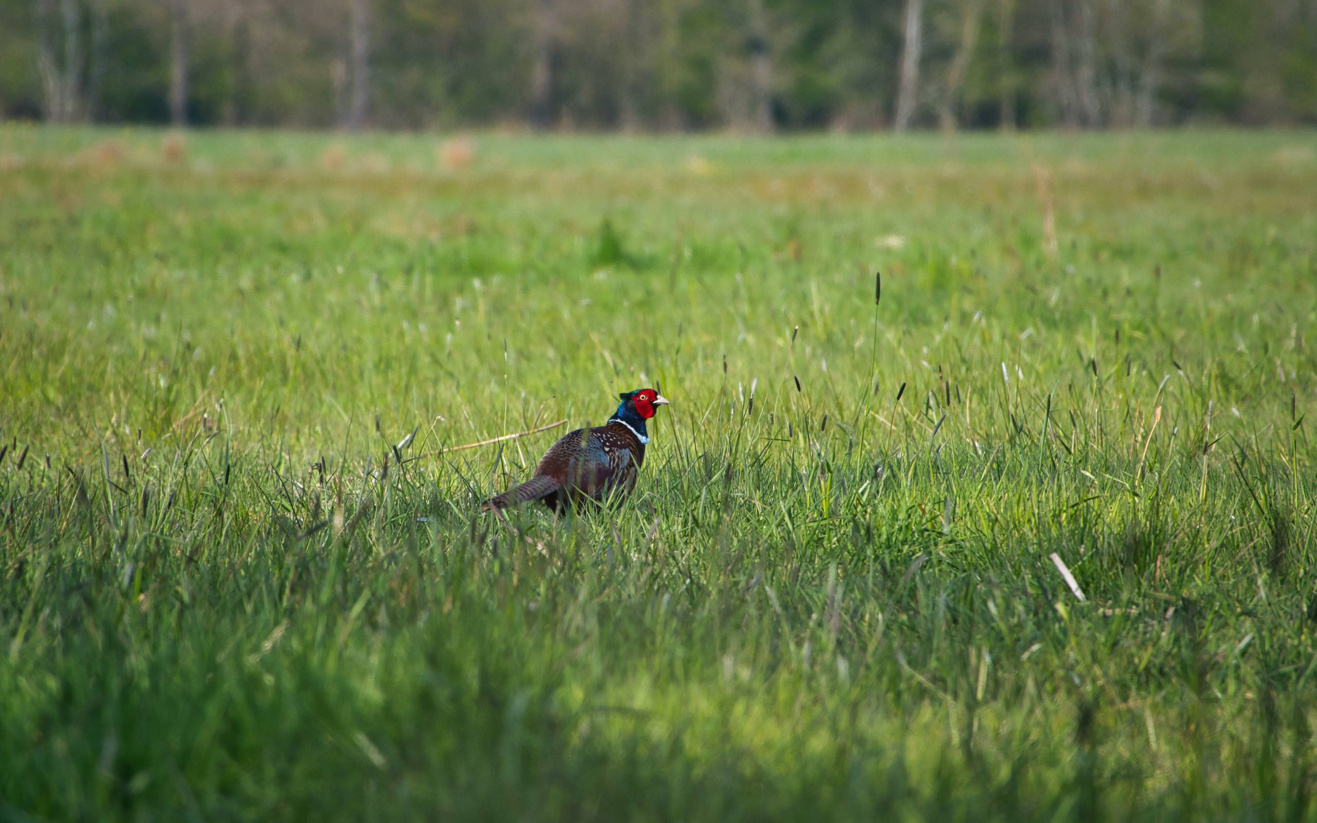 A pheasant in a grass meadow