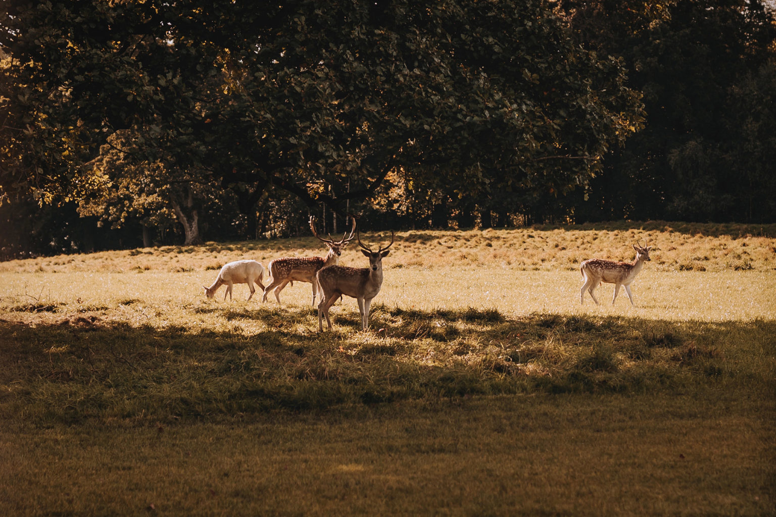 Fallow deer under a tree in the Deer Park at Swinton Estate in North Yorkshire