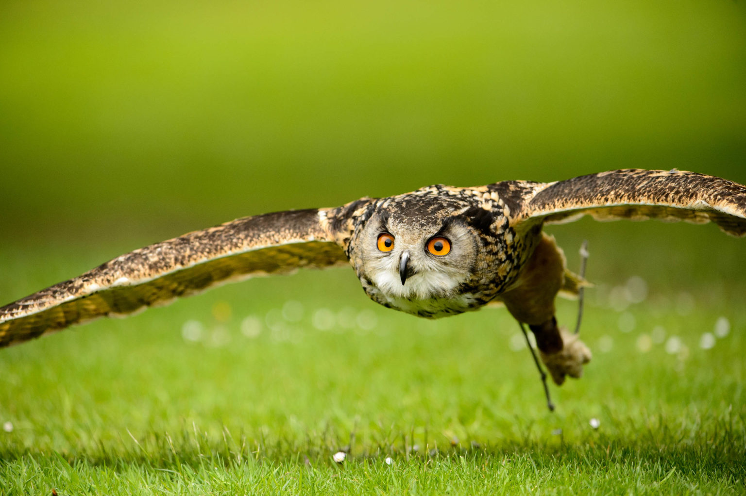 An owl flying over the grass during a birds of prey experience at Swinton Estate in North Yorkshire