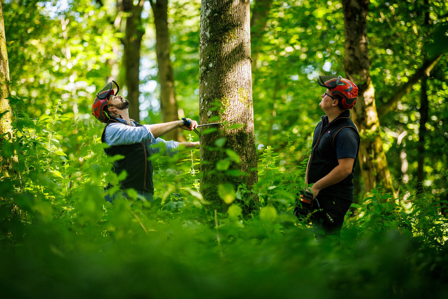 Two men working in a woodland cutting down a tree