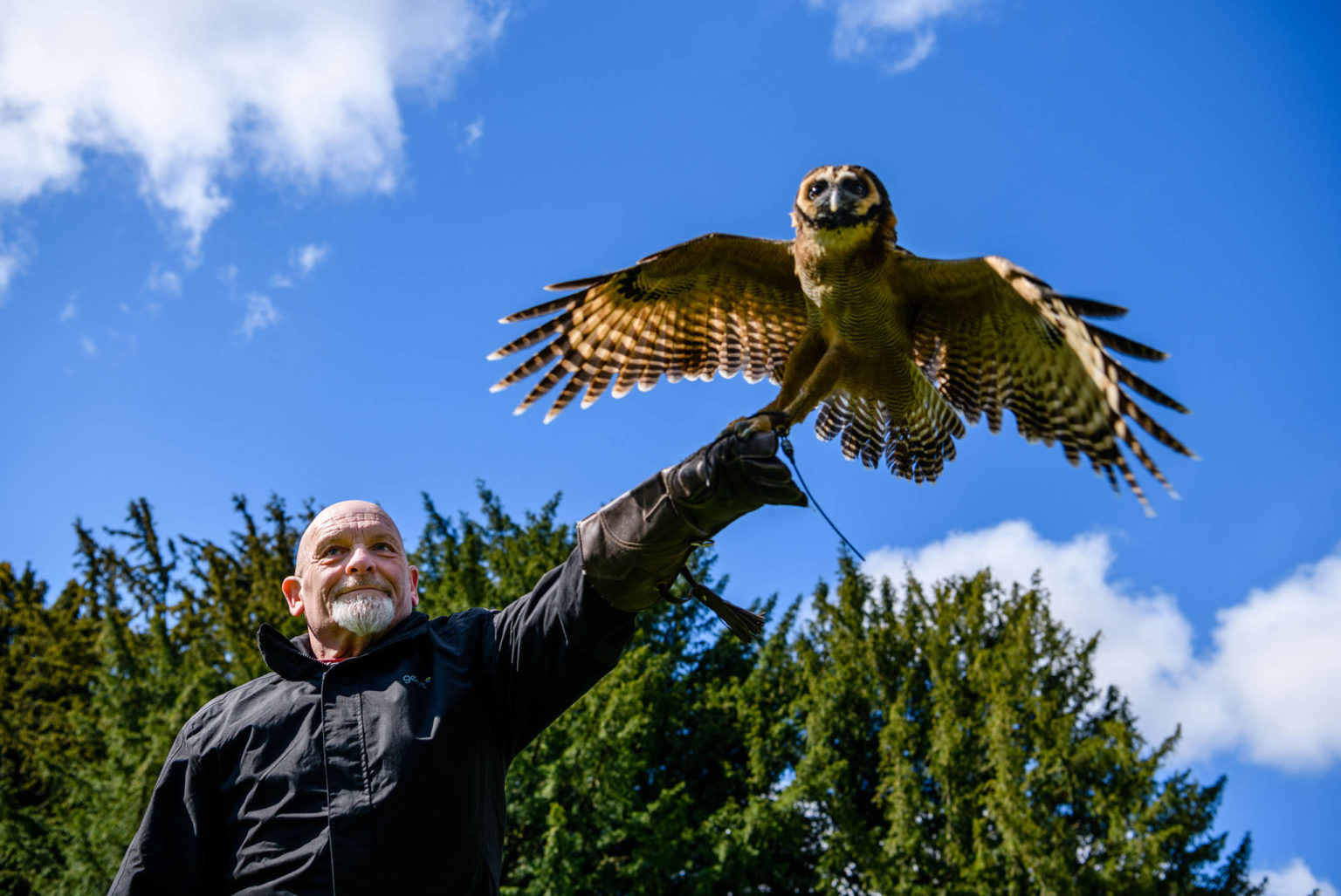 A man flying an owl during a Yorkshire birds of prey experience at Swinton Estate near Harrogate and the Yorkshire Dales