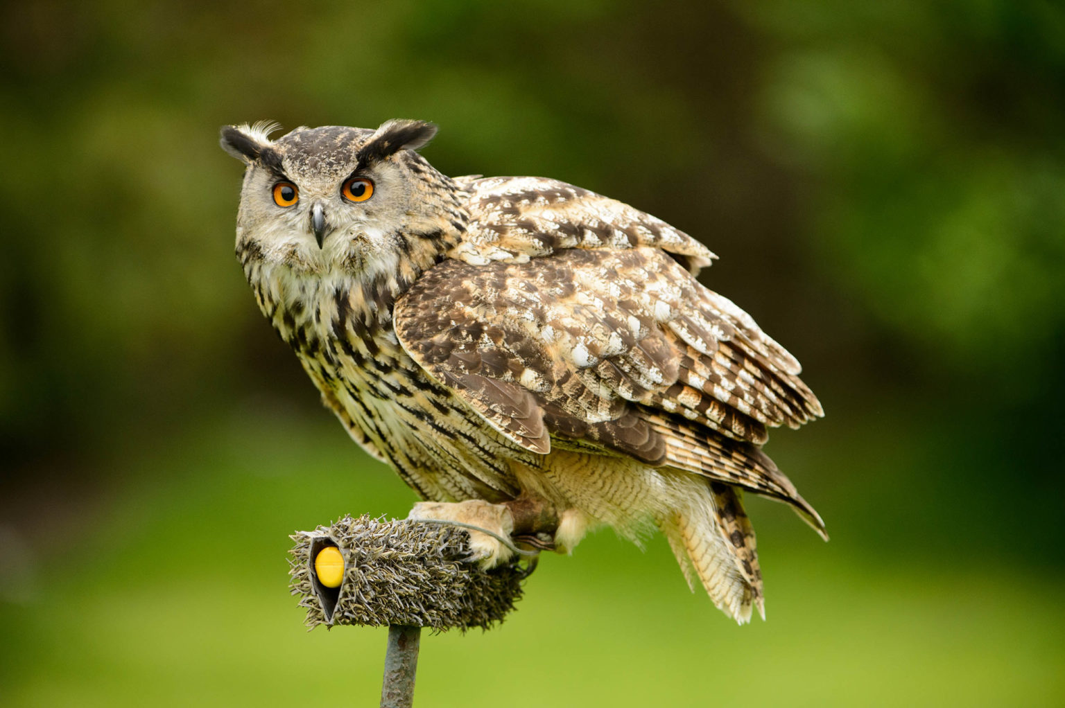 An owl on a perch at the Birds of Prey centre at Swinton Park Hotel in North Yorkshire
