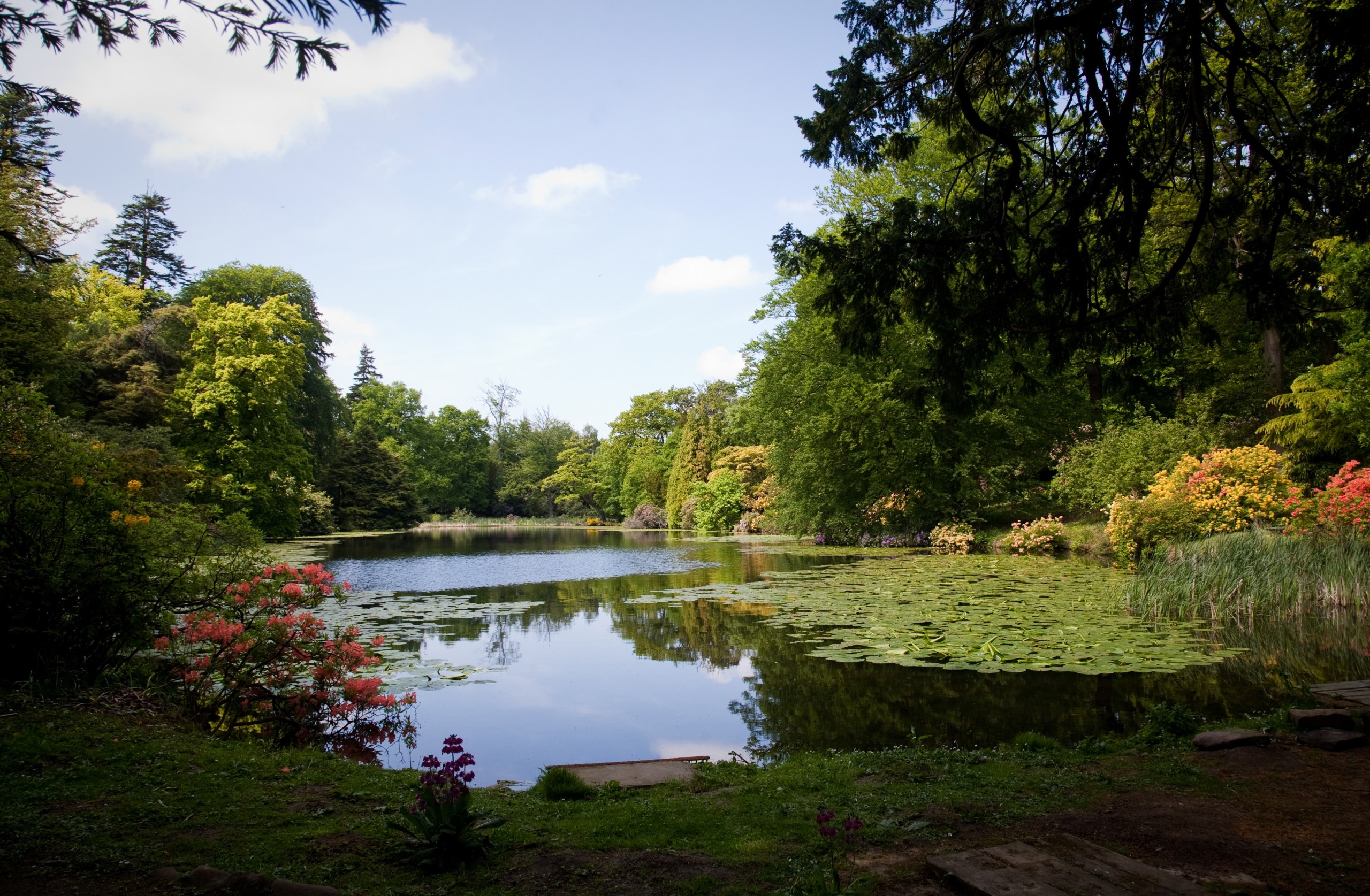 A lake with lily pads surrounded by green trees on a sunny day in the parkland at Swinton Estate