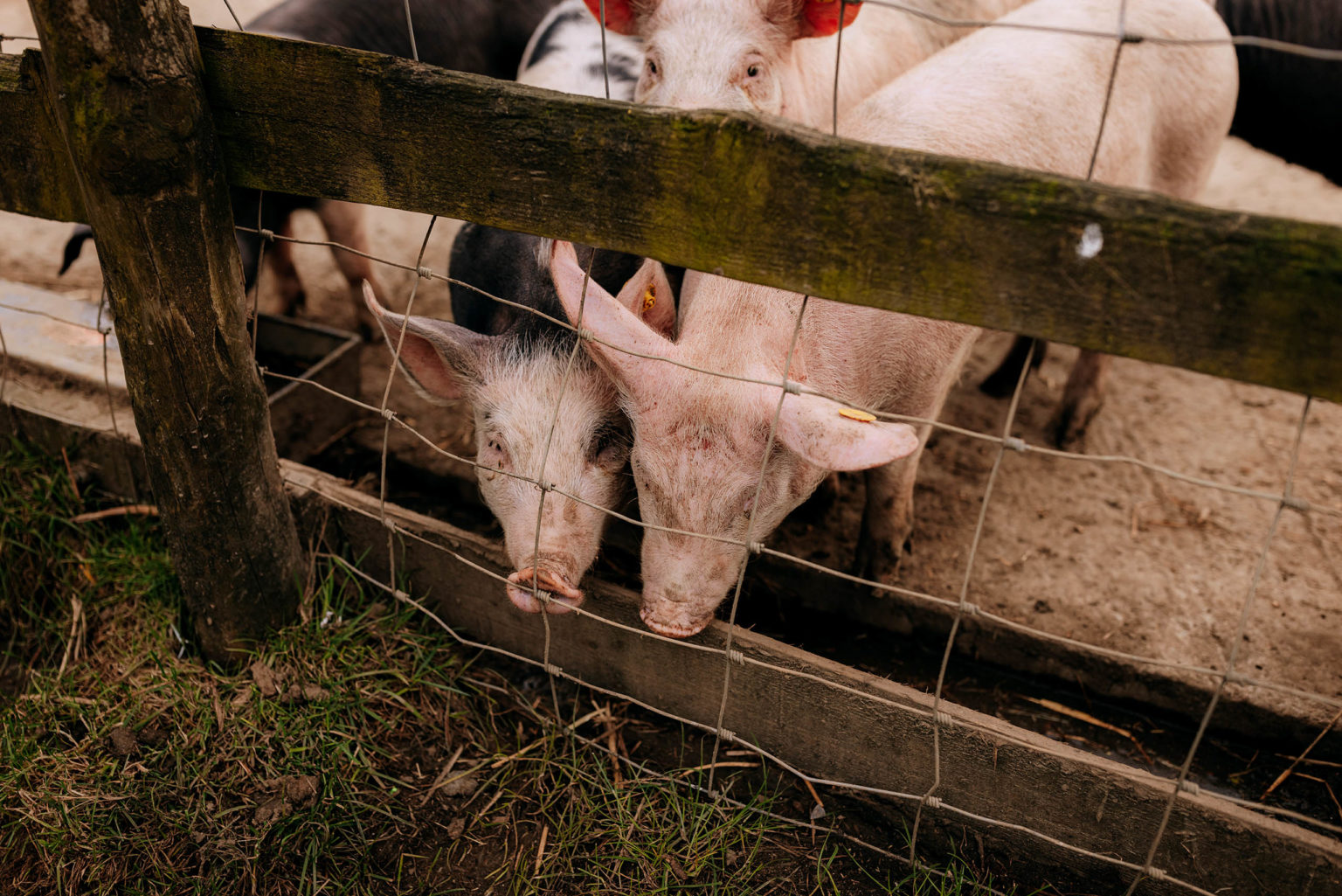 Pigs on a farm on the Swinton Estate