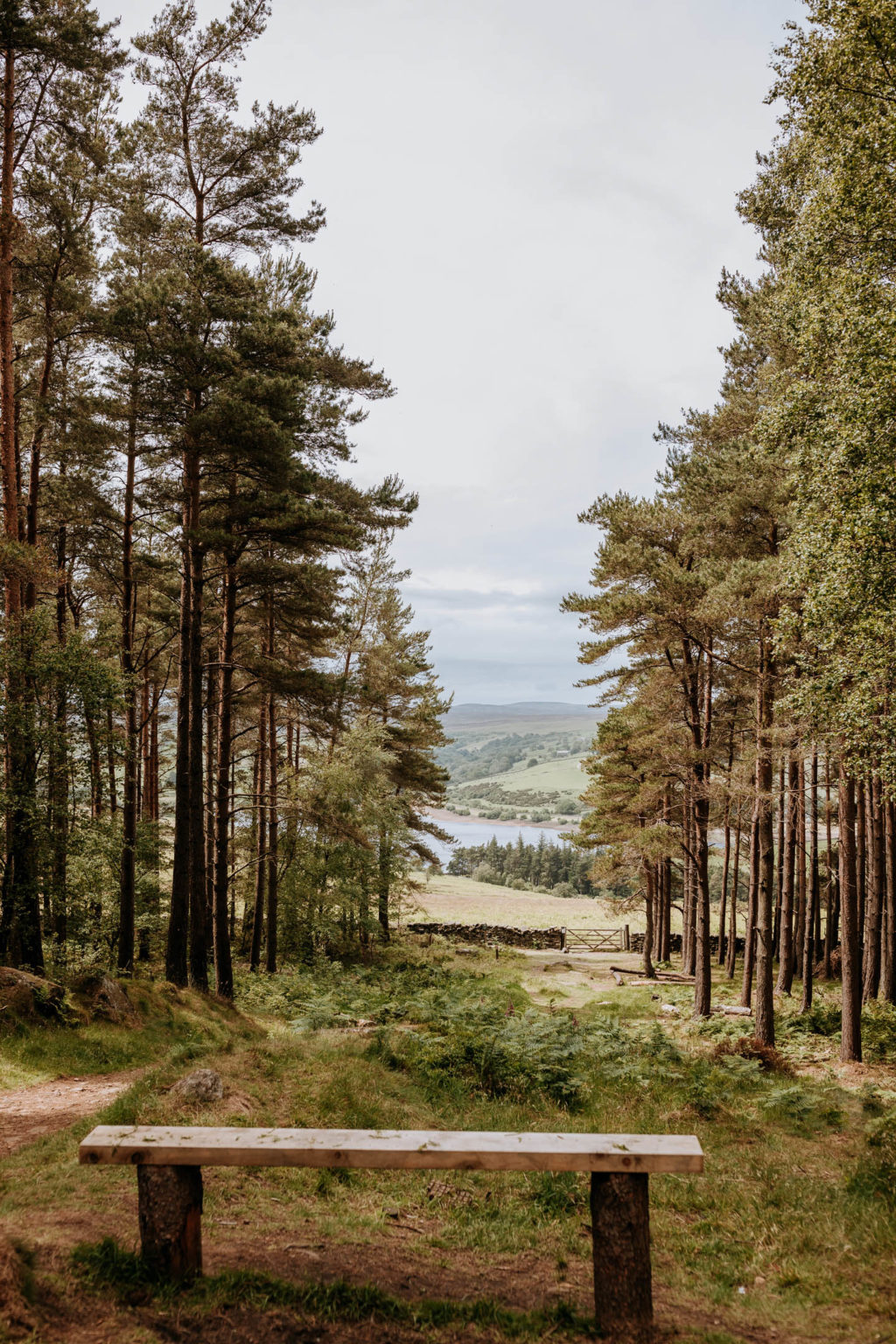 Scenic Yorkshire landscape framed by trees as seen from Swinton Bivouac in North Yorkshire