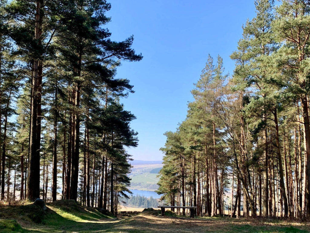 Scenic Yorkshire landscape framed by trees as seen from Swinton Bivouac in North Yorkshire