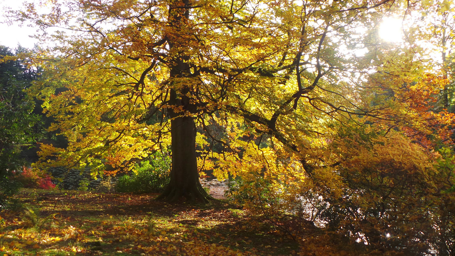 An autumnal tree in the Parkland and Gardens at Swinton Park country estate hotel near Harrogate in North Yorkshire