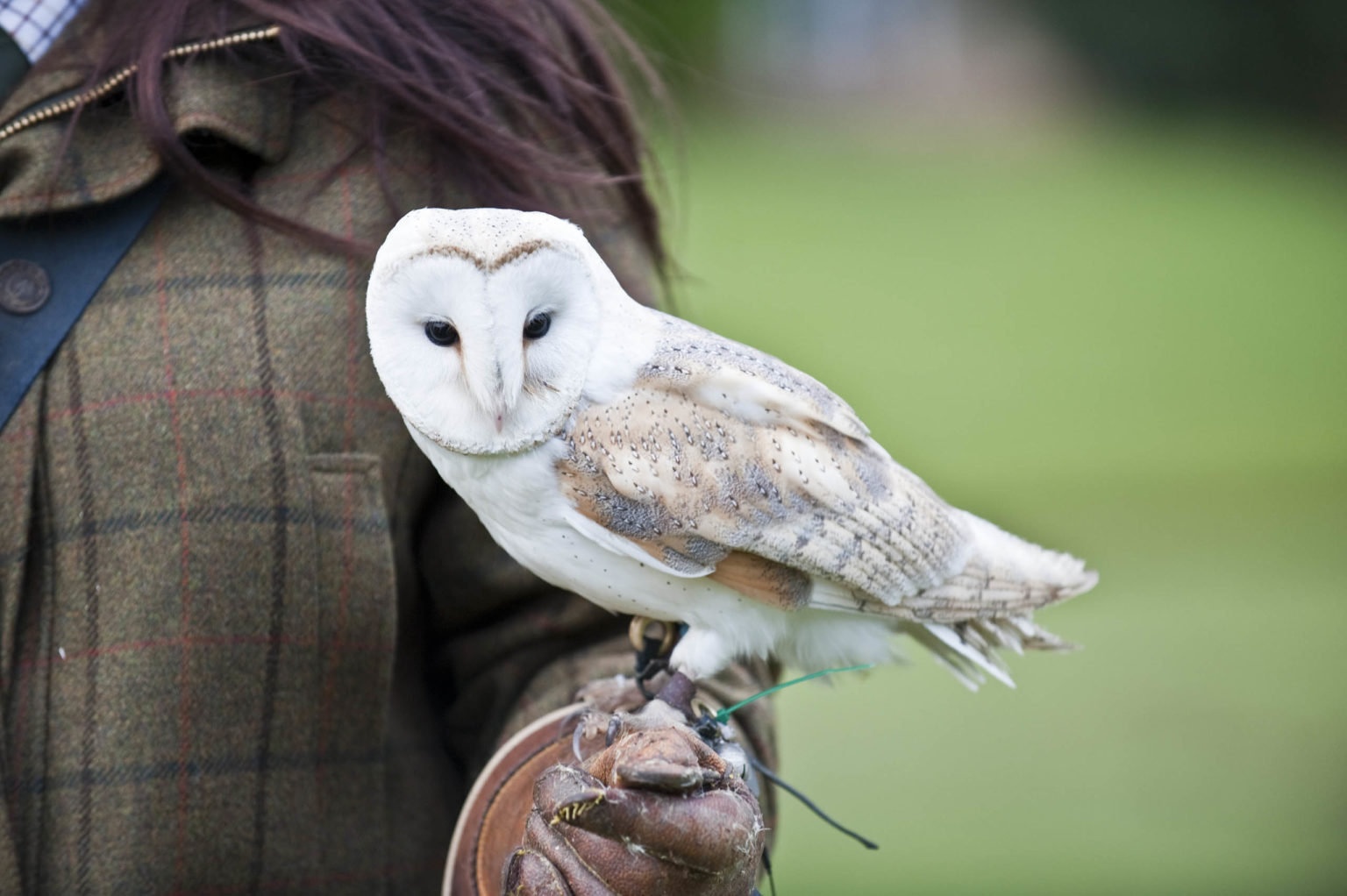 Someone holding a barn owl during a falconry experience in Yorkshire at Swinton Park Hotel near Harrogate and the Yorkshire Dales