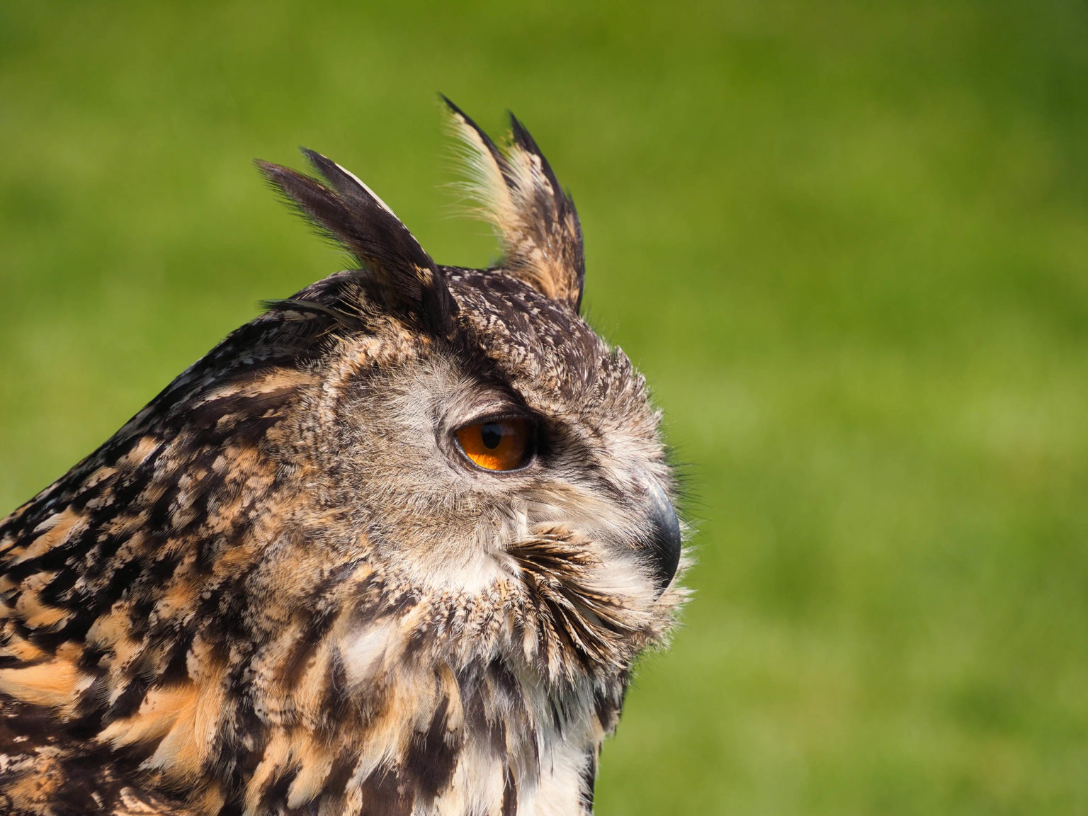 An owl at the Swinton Estate in North Yorkshire