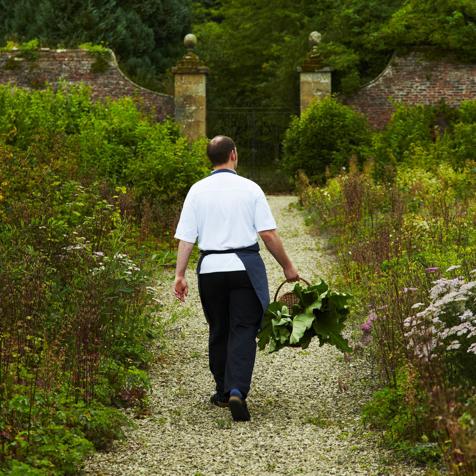 A chef with a basket of fresh vegetables walking among the Walled Garden at Swinton Estate in North Yorkshire