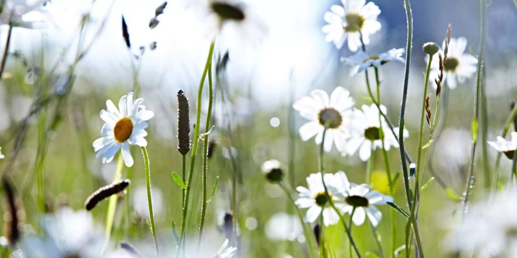 White wild flowers in a meadow