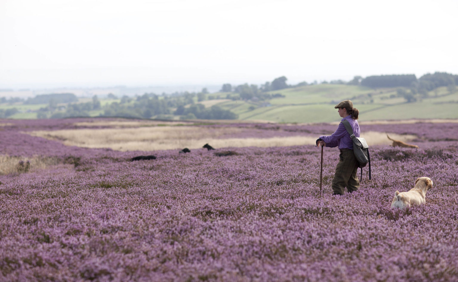 A woman and her dog standing in purple heather moorland on the Swinton Estate in North Yorkshire