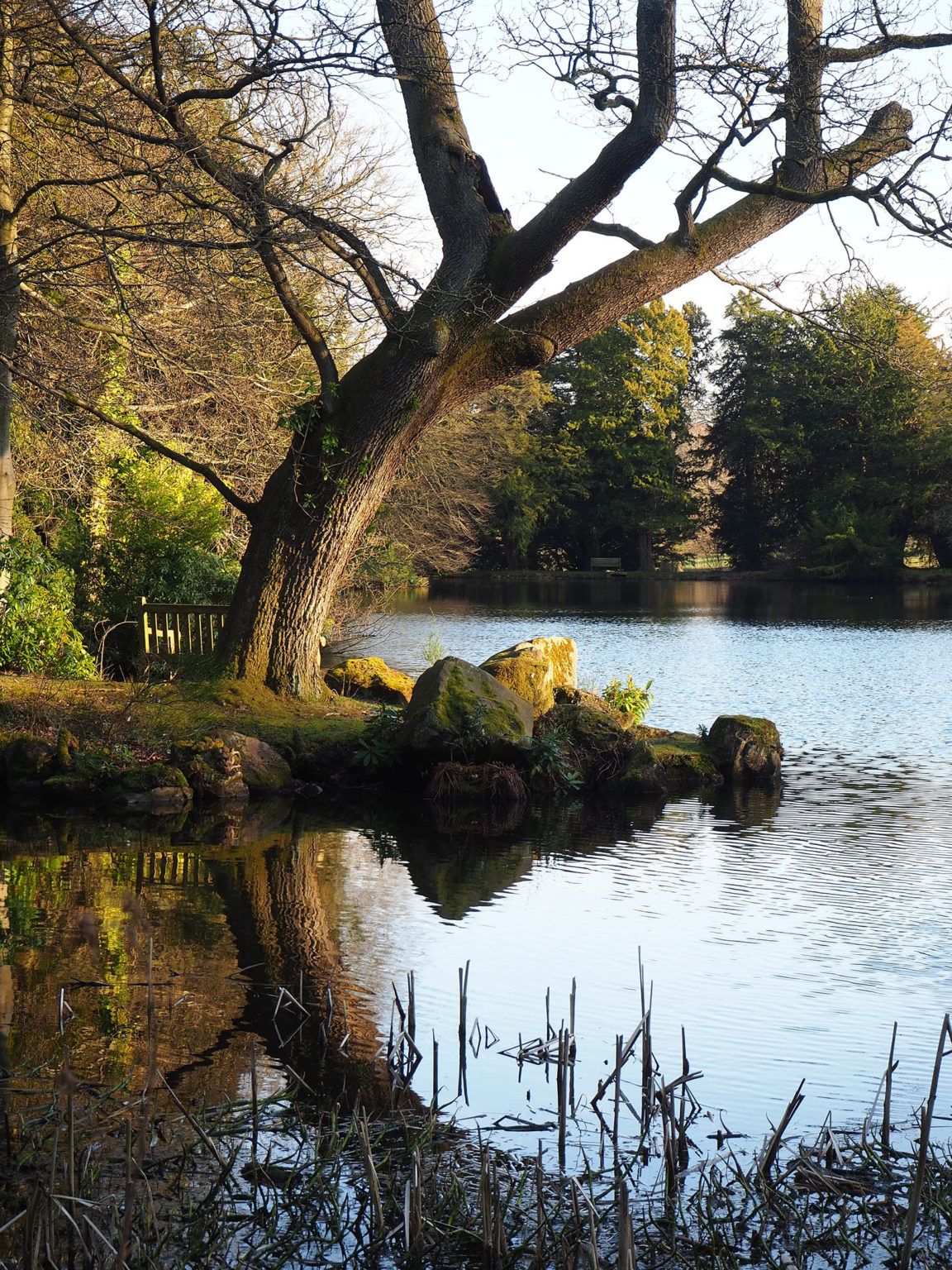 A tree branching over a beautiful lake in the countryside Parkland and Gardens at Swinton Park Hotel and spa near Harrogate and the Yorkshire Dales