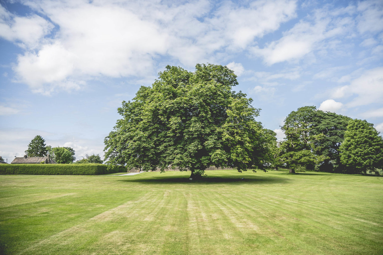 A large tree on the lawn at Swinton Park Hotel on the Swinton Estate in North Yorkshire