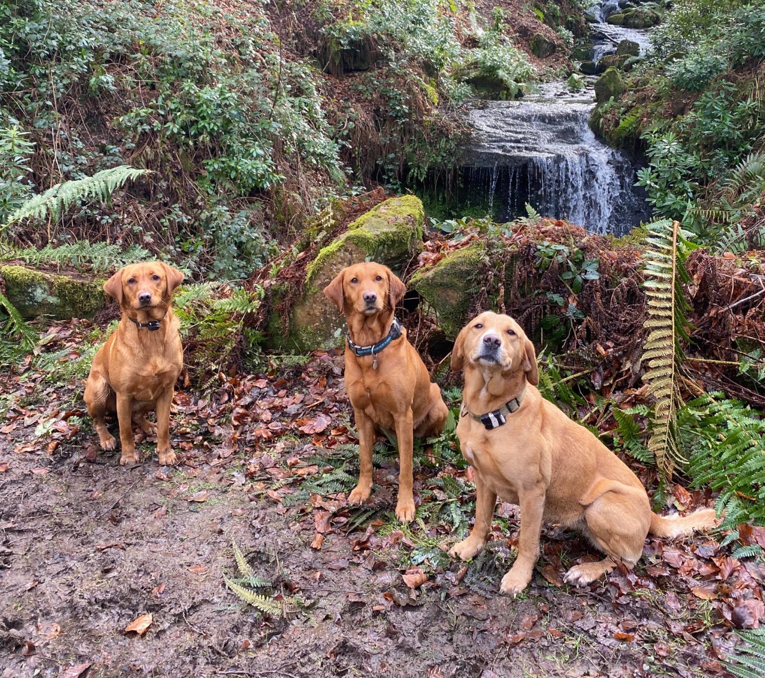 Three dogs in front of a waterfall on the Swinton Estate in North Yorkshire
